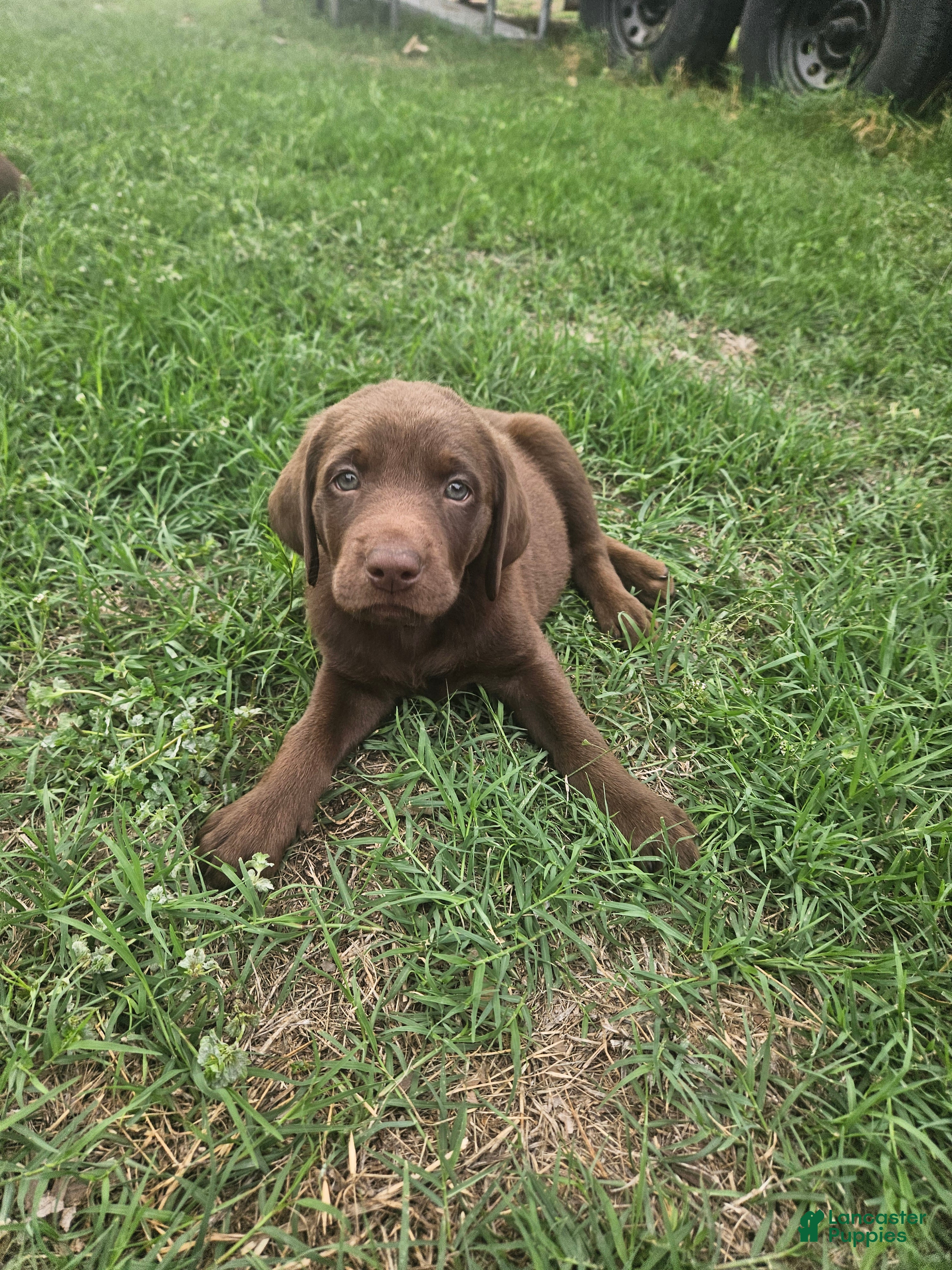 Labrador Retriever dogs Labrador Retriever Puppy 7 - Ad 1