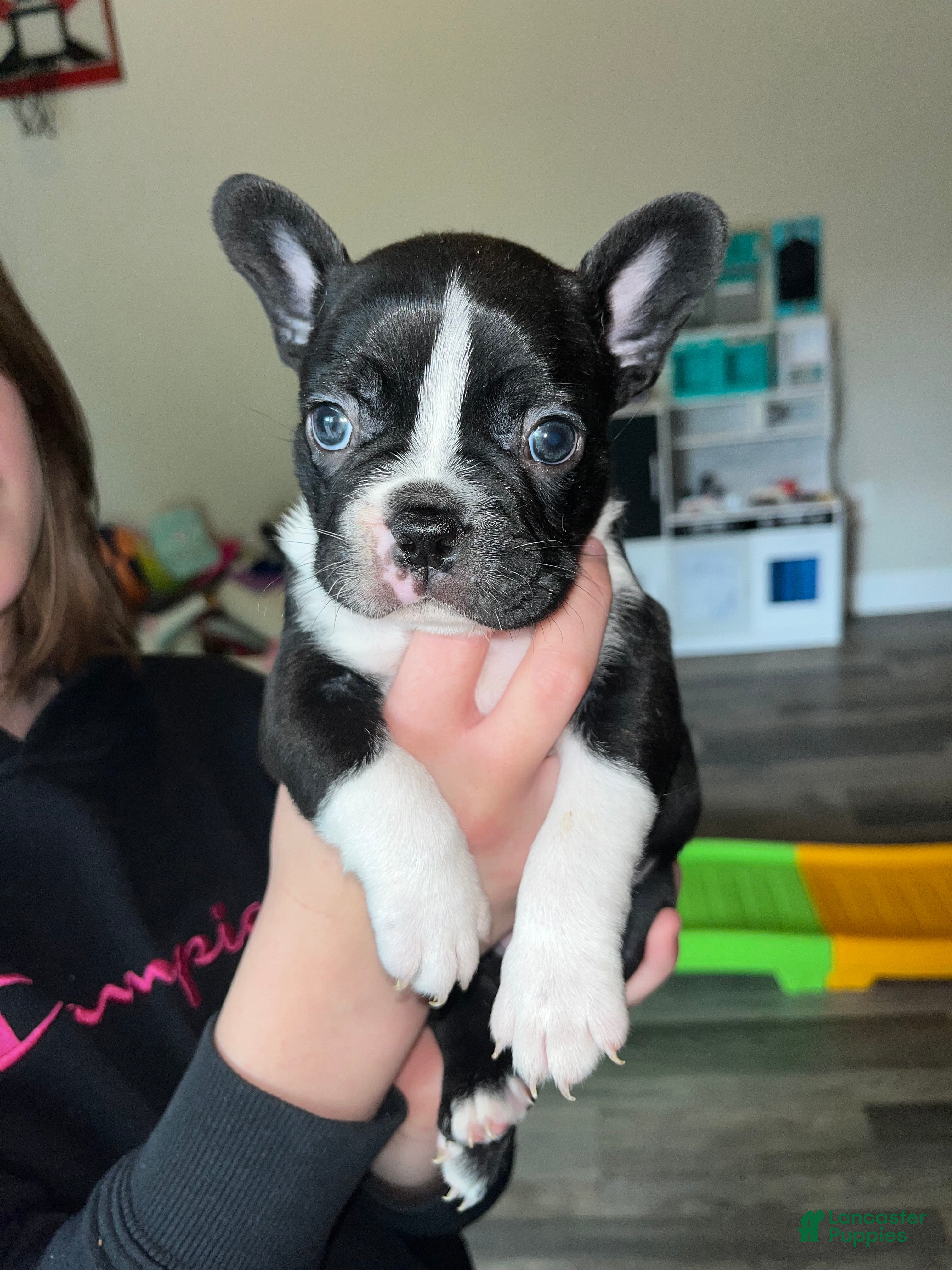 Frenchton dogs Frenchton Puppy 2 - Ad 28