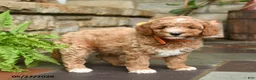 Mini Goldendoodle dogs for sale: Raisin - Ad 3
