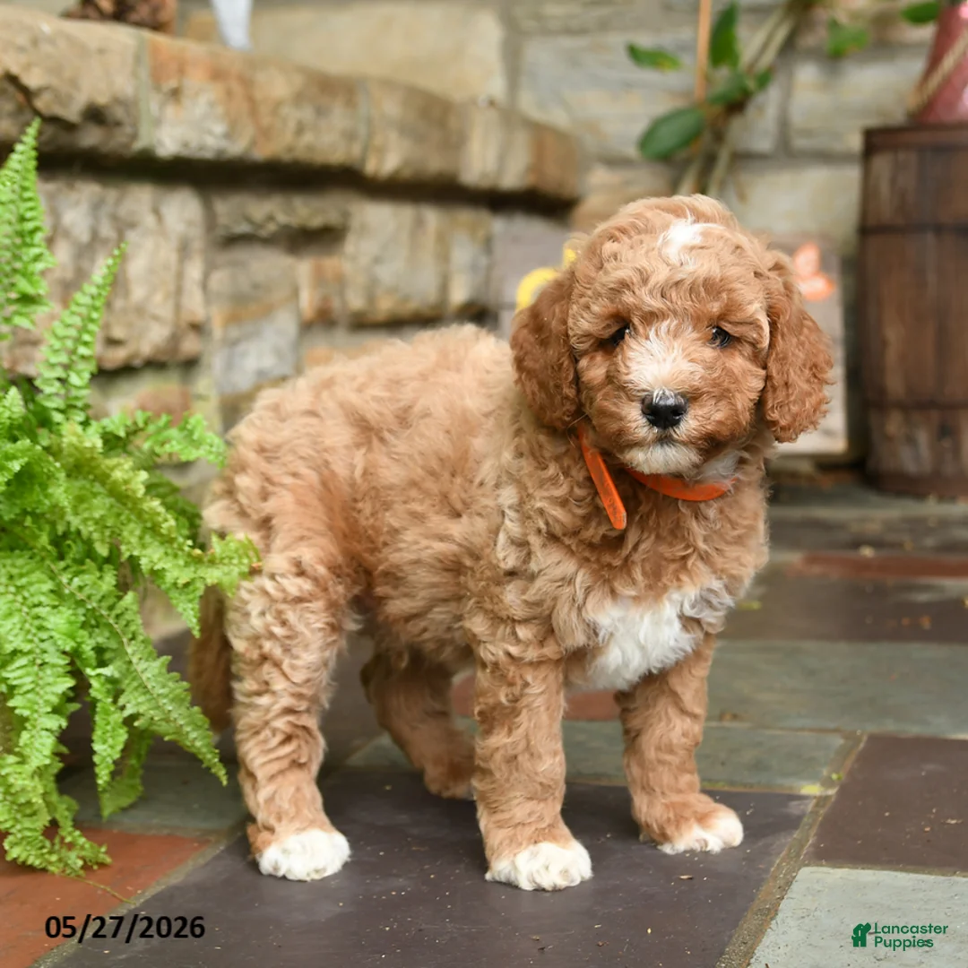 Mini Goldendoodle dogs for sale: Raisin - Ad 3