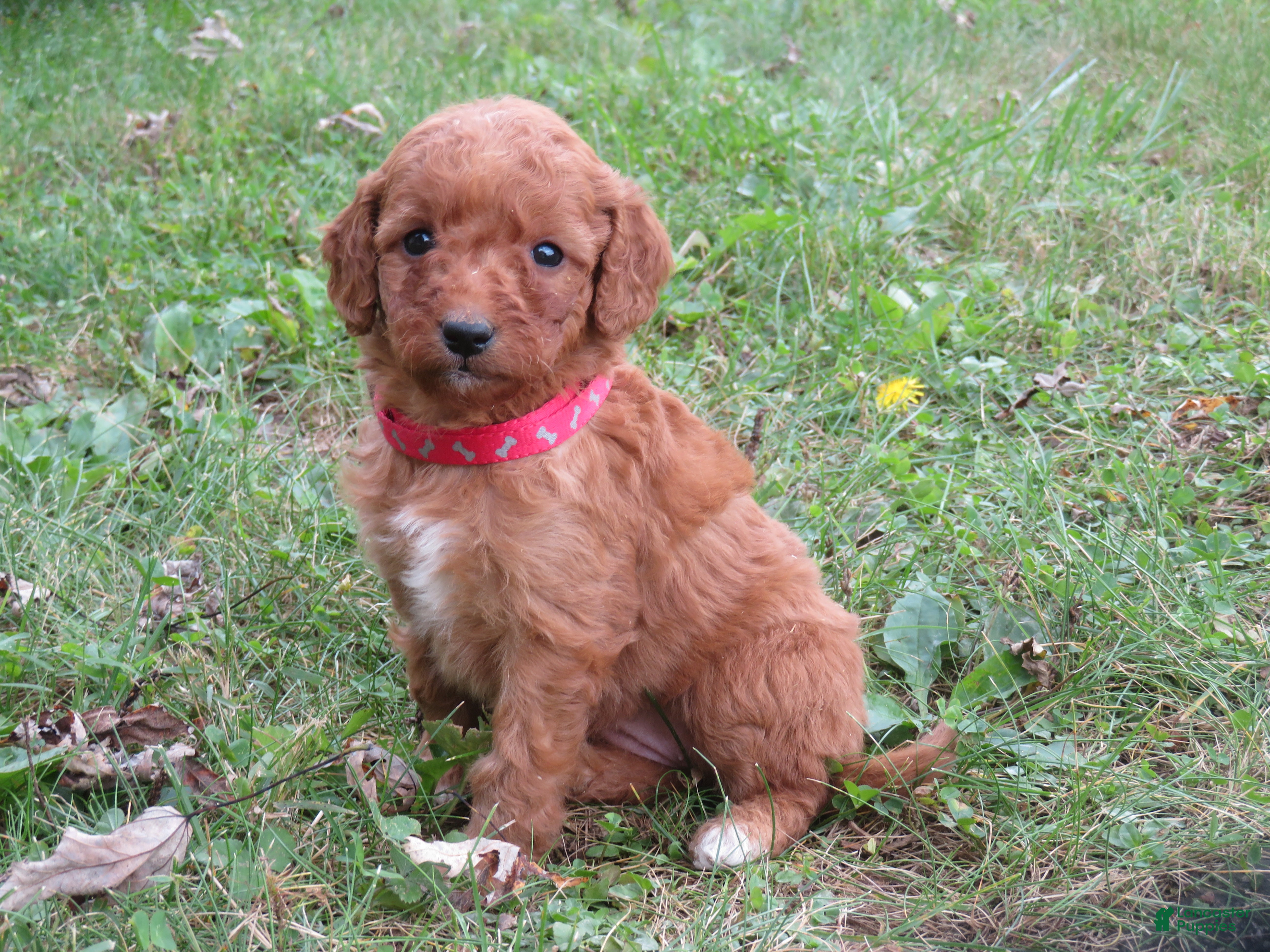 Mini Goldendoodle dogs Pumpkin - Ad 1