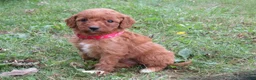 Mini Goldendoodle dogs for sale: Pumpkin - Ad 1