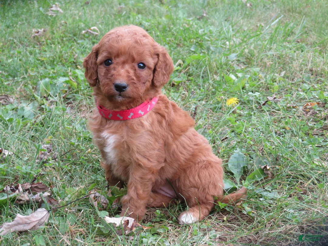 Mini Goldendoodle dogs for sale: Pumpkin - Ad 1