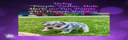 French Bulldog dogs for sale: Uxley “Purple”Collar, Male - Ad 2