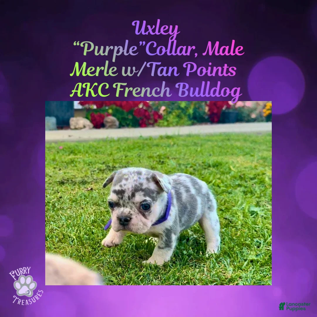 French Bulldog dogs for sale: Uxley “Purple”Collar, Male - Ad 2