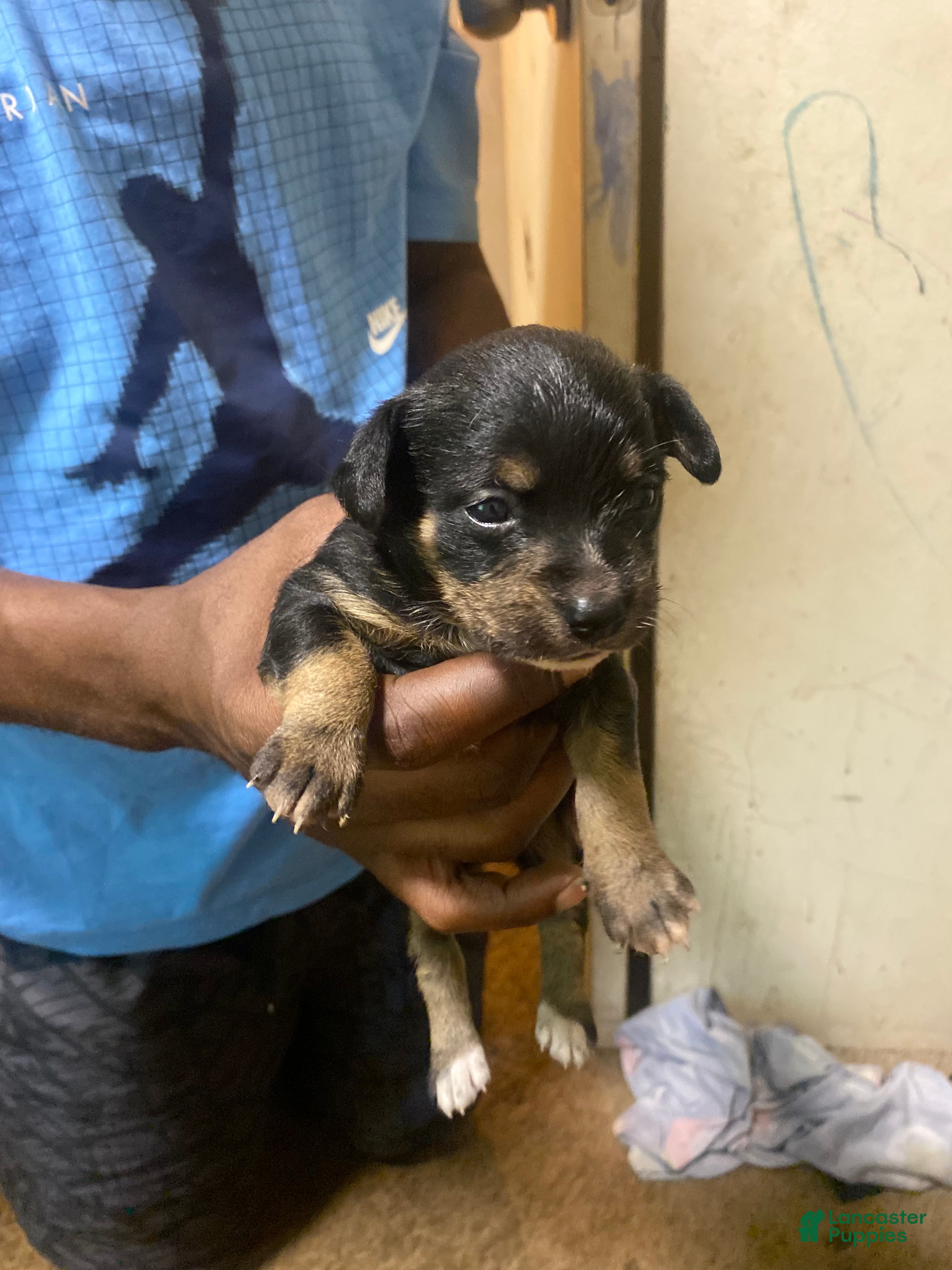 Chorkie dogs Chorkie 1 - Ad 27