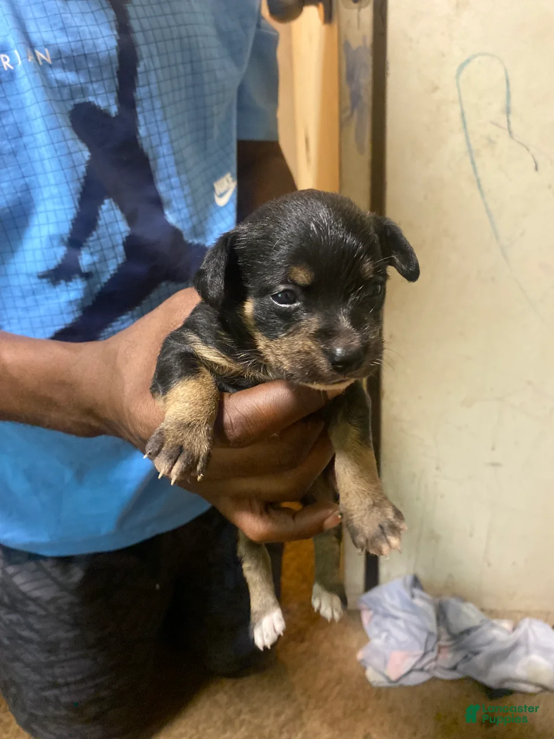 Chorkie dogs for sale: Chorkie 1 - Ad 1