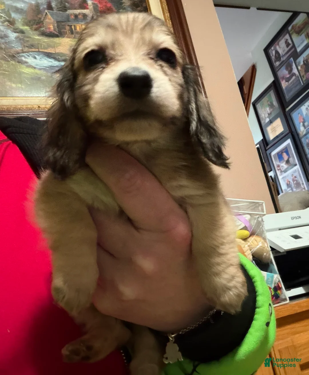 Miniature Dachshund dogs for sale: CReam  - Ad 37