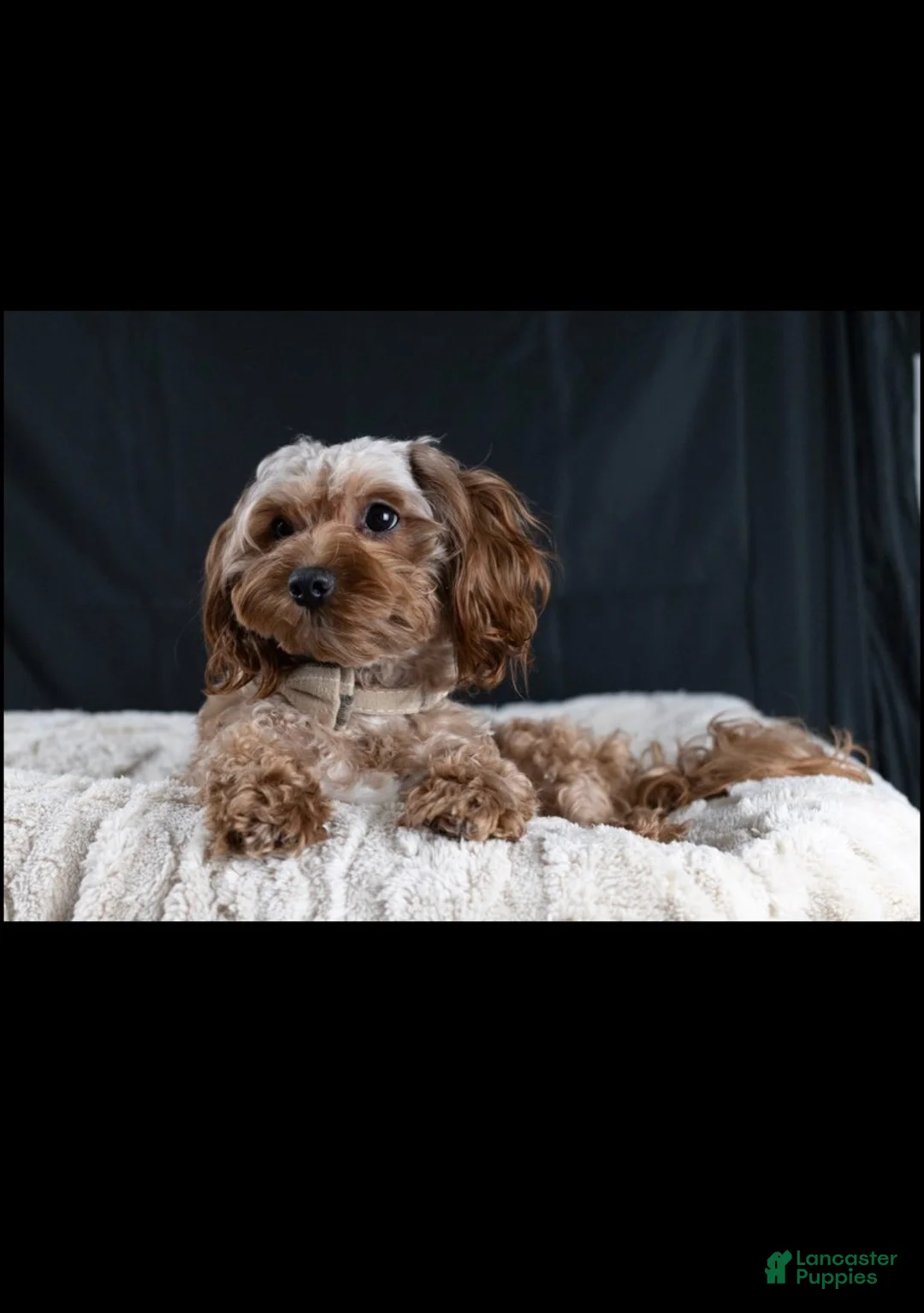 Maltipoo dogs for sale: Chocolate - Ad 2