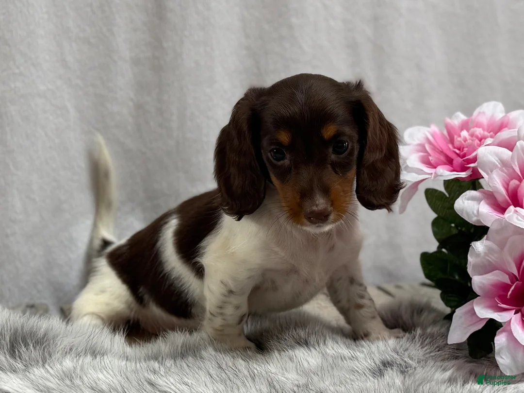 Miniature Dachshund dogs for sale: Birdie - Ad 2