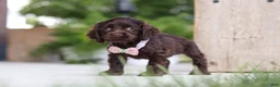 Cocker Spaniel dogs for sale: Bailey - Ad 7