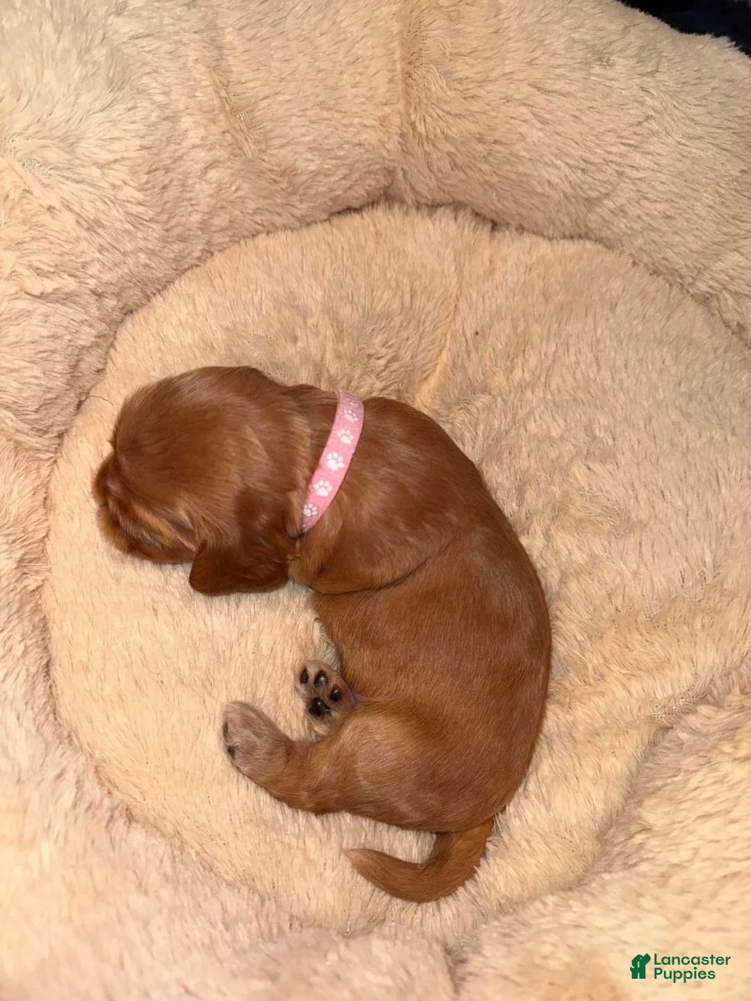 English Cocker Spaniel dogs for sale: English Cocker Spaniel Puppy 4 - Ad 1