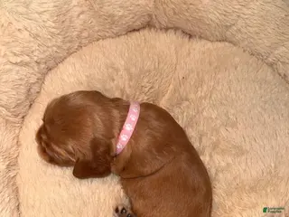 English Cocker Spaniel dogs English Cocker Spaniel Puppy 4 - Ad 7