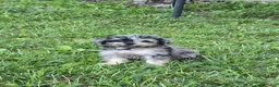 Toy Poodle dogs for sale: Gizmo - Ad 5