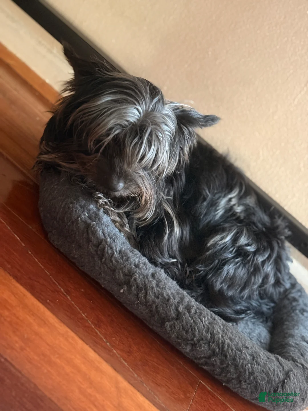 Yorkshire Terrier dogs for sale: Shadow - Ad 3