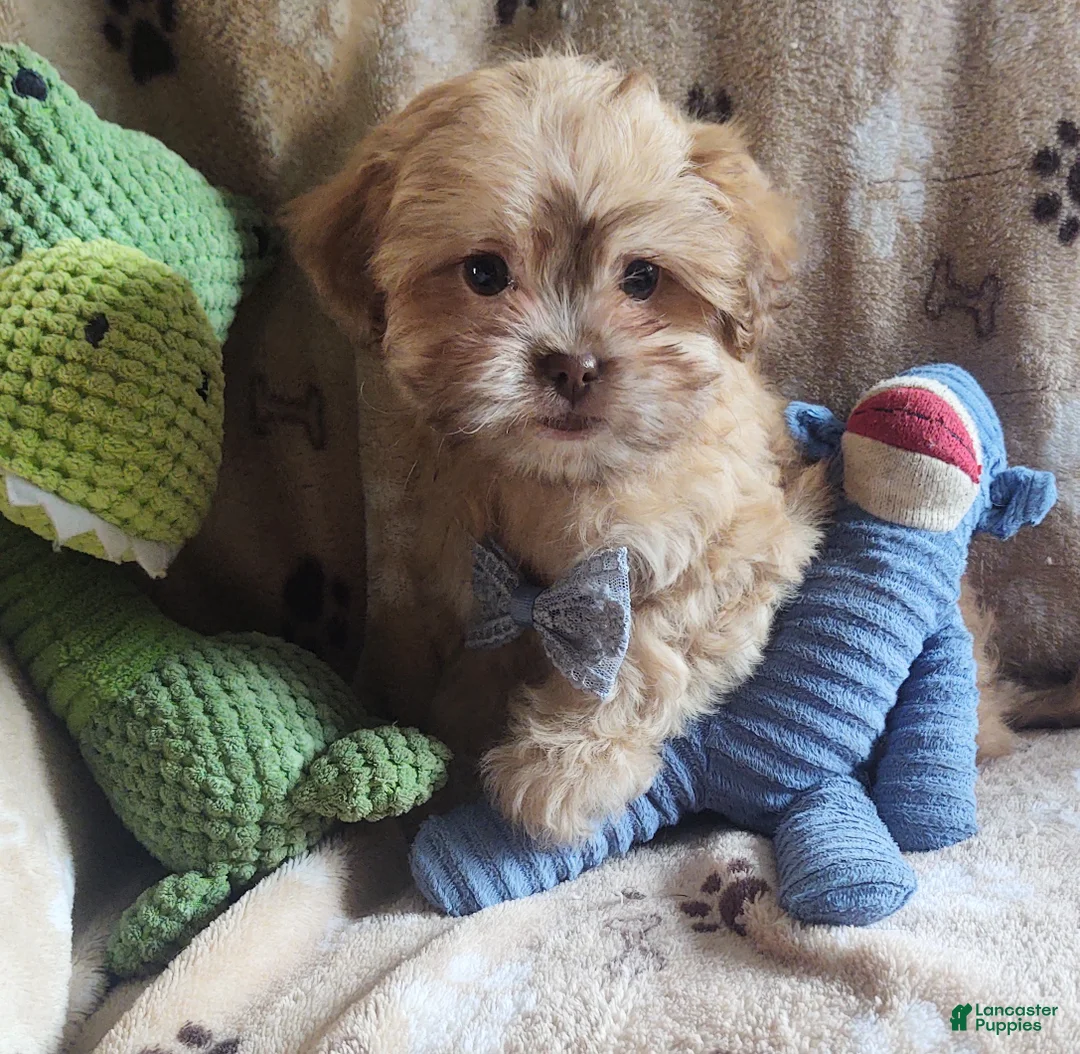 Shihpoo dogs for sale: hambone - Ad 3