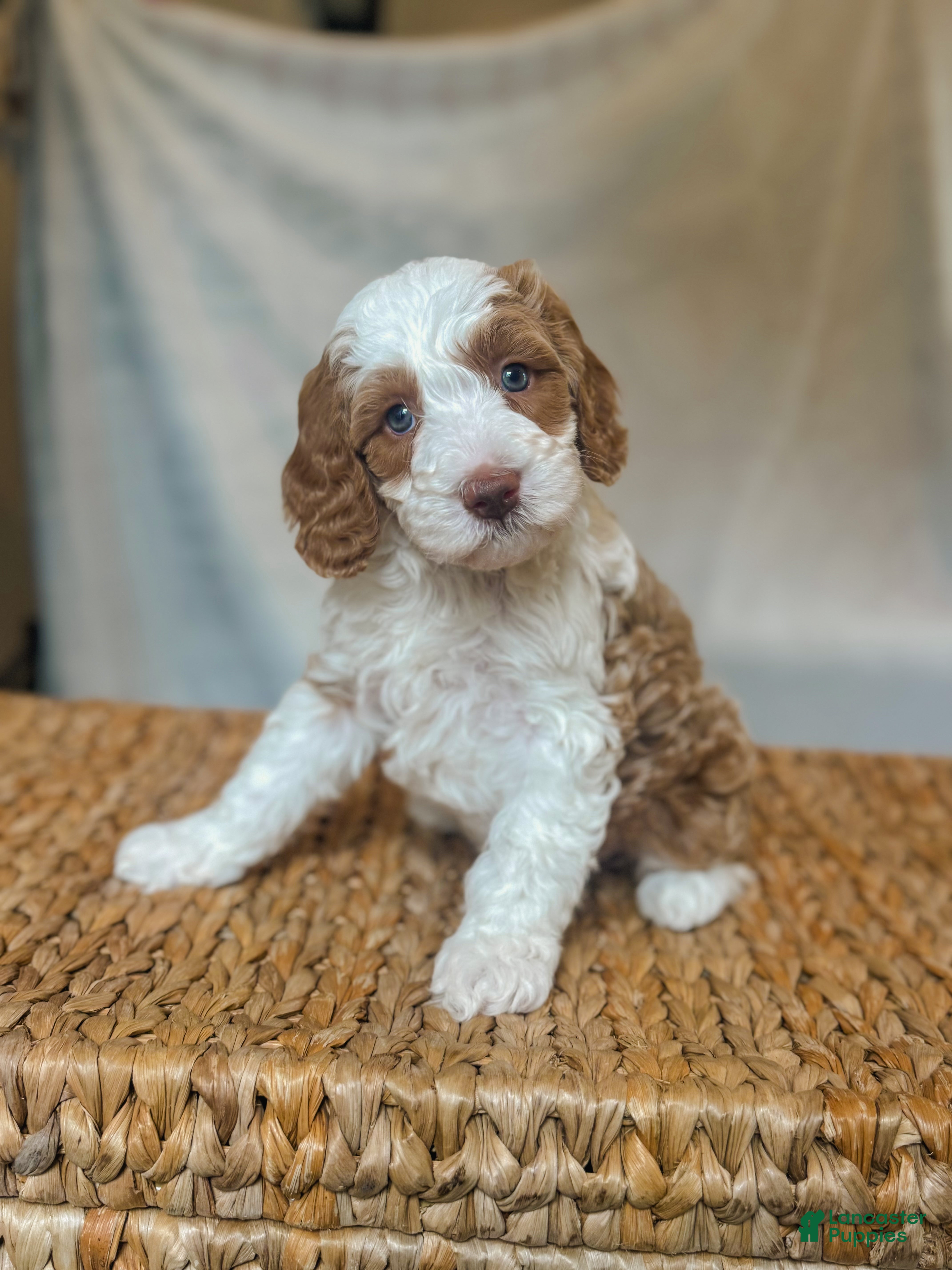 Bernedoodle dogs  Shorty  - Ad 16