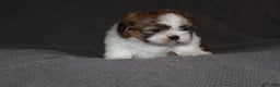 Shih Tzu dogs for sale: Lucy - Ad 4