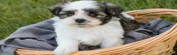 Havanese dogs for sale: Finnegan - Ad 2
