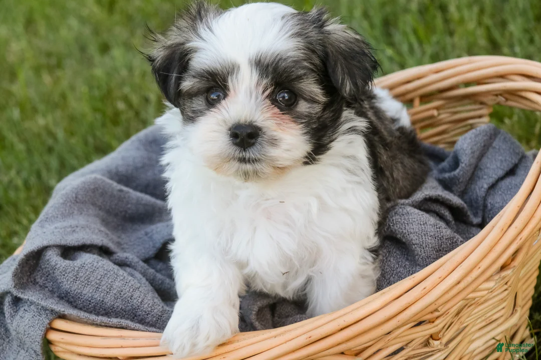 Havanese dogs for sale: Finnegan - Ad 2