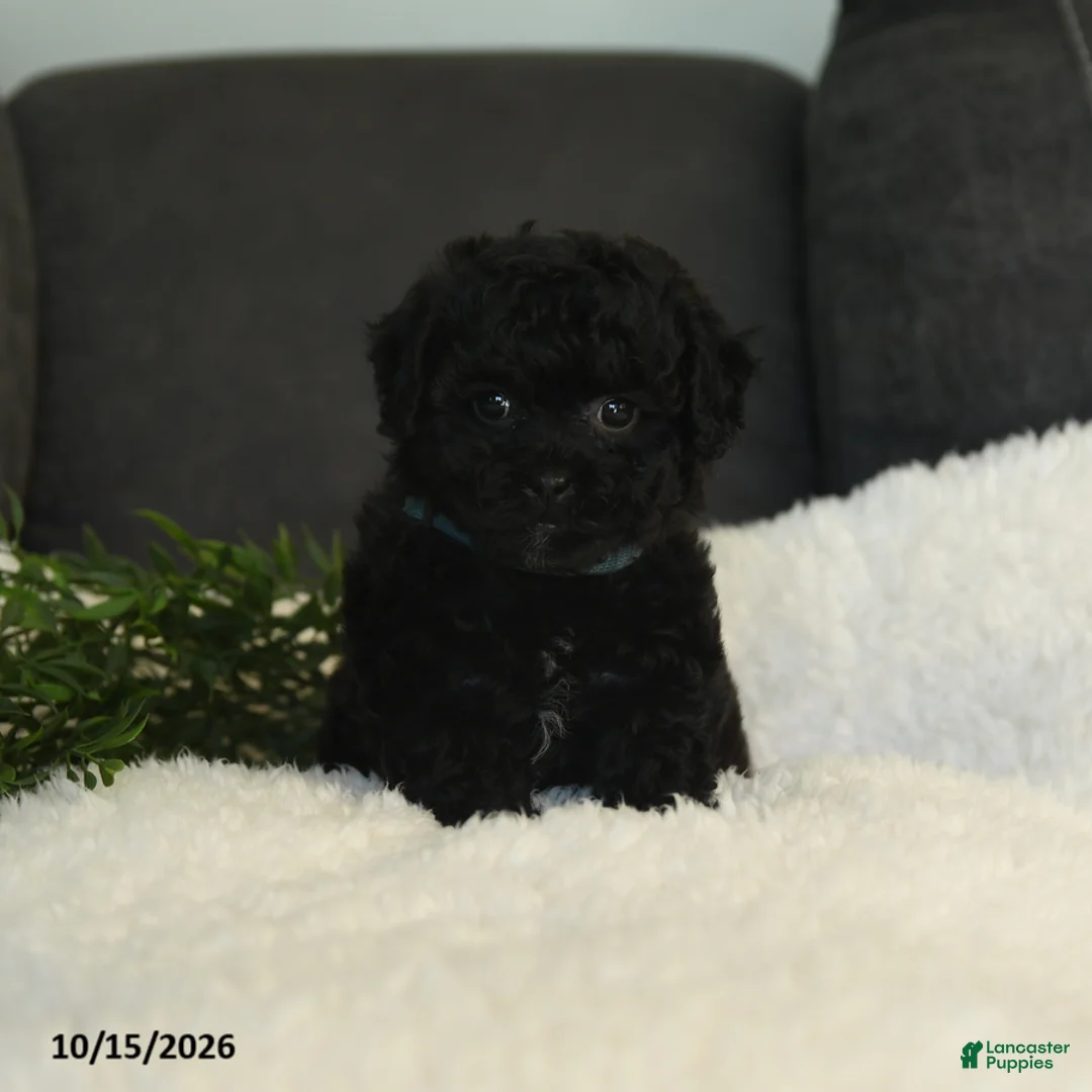 Teddy Bear dogs for sale: Connie - Ad 1