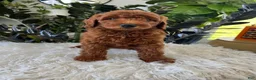 Mini Goldendoodle dogs for sale: Archie  - Ad 6