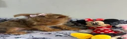 Yorkshire Terrier dogs for sale: Summer  - Ad 1