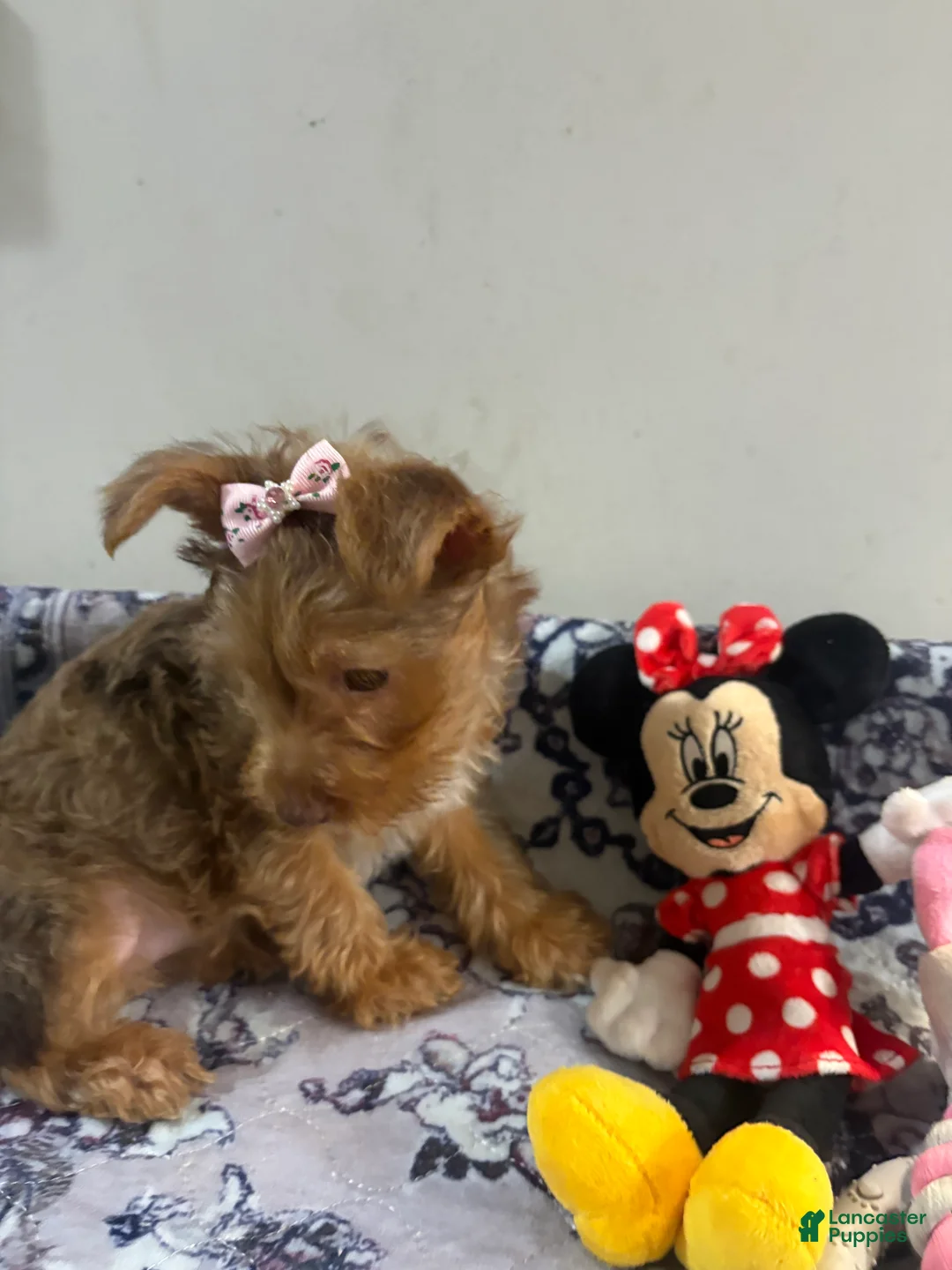 Yorkshire Terrier dogs for sale: Summer  - Ad 1