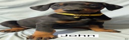 Doberman Pinscher dogs for sale: John - Ad 1