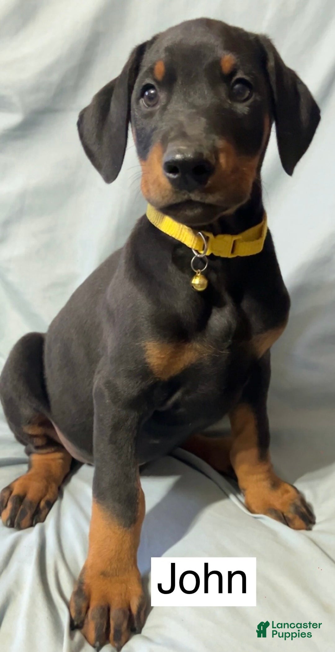 Doberman Pinscher dogs for sale: John - Ad 1