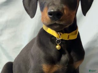Doberman Pinscher dogs John - Ad 14