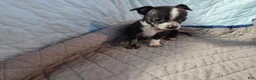Chihuahua dogs for sale: Chihuahua 1 - Ad 1