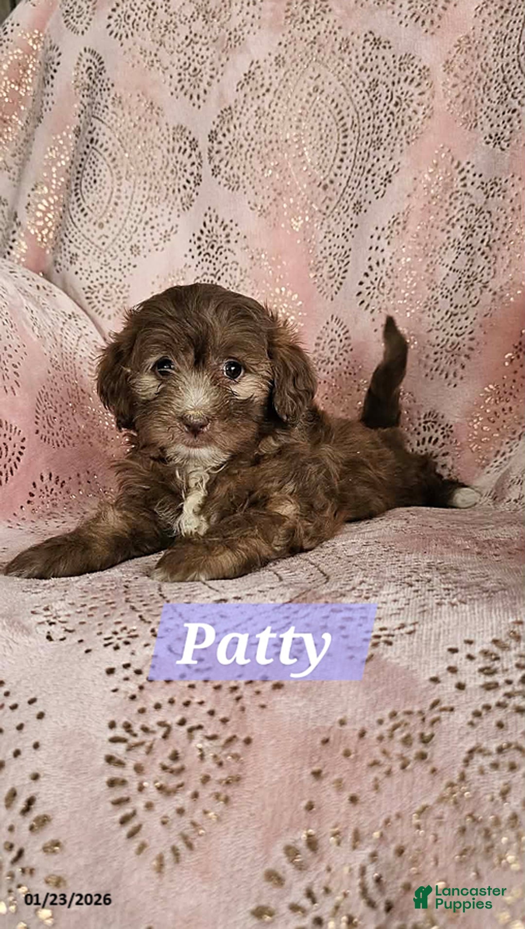 Shihpoo dogs for sale: Patty - Ad 4