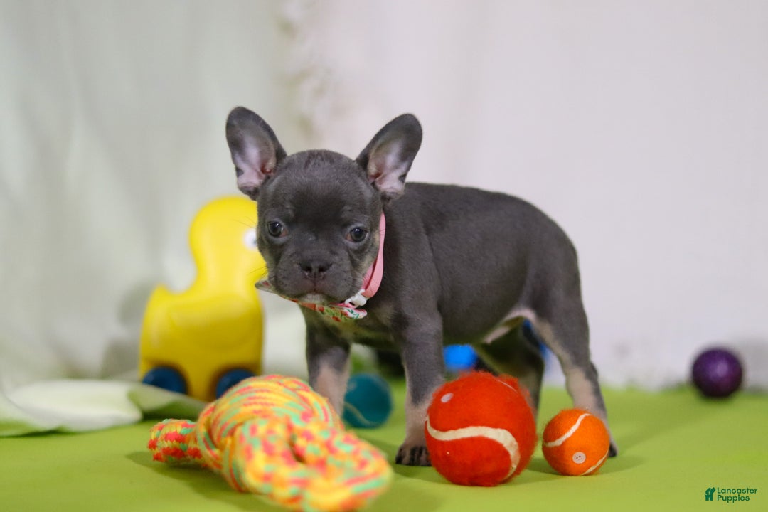 Mixed Breed dogs for sale: Queenie - Ad 5