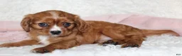 Cavalier King Charles Spaniel dogs for sale: Cavalier King Charles Spaniel 3 - Ad 4