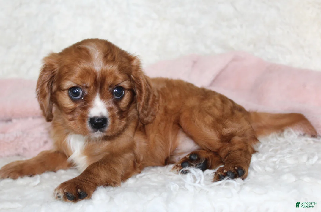 Cavalier King Charles Spaniel dogs for sale: Cavalier King Charles Spaniel 3 - Ad 4