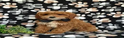 Cavapoo dogs for sale: Christoffer - Ad 4