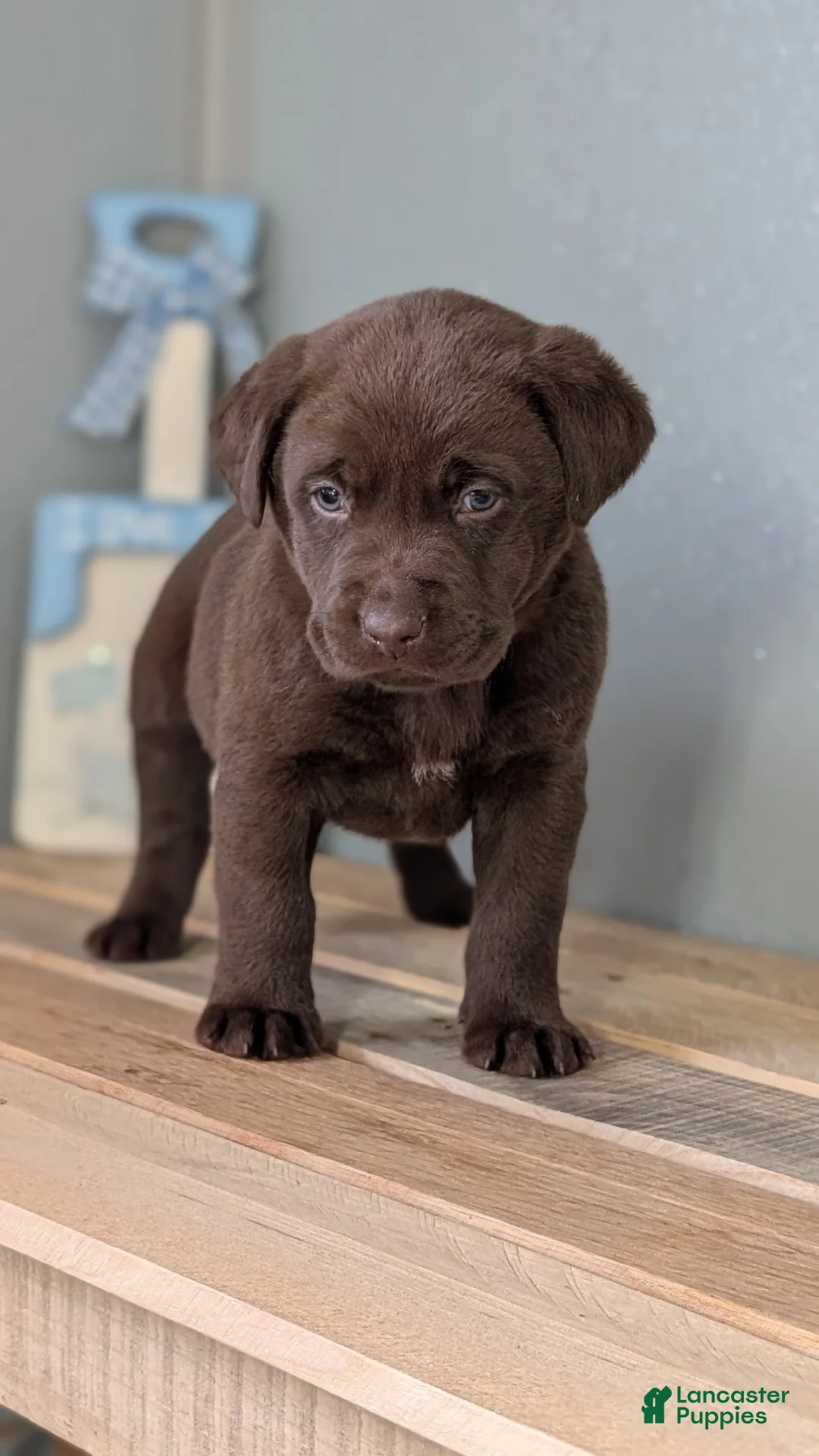 Labrador Retriever dogs for sale: Kobe - Ad 7