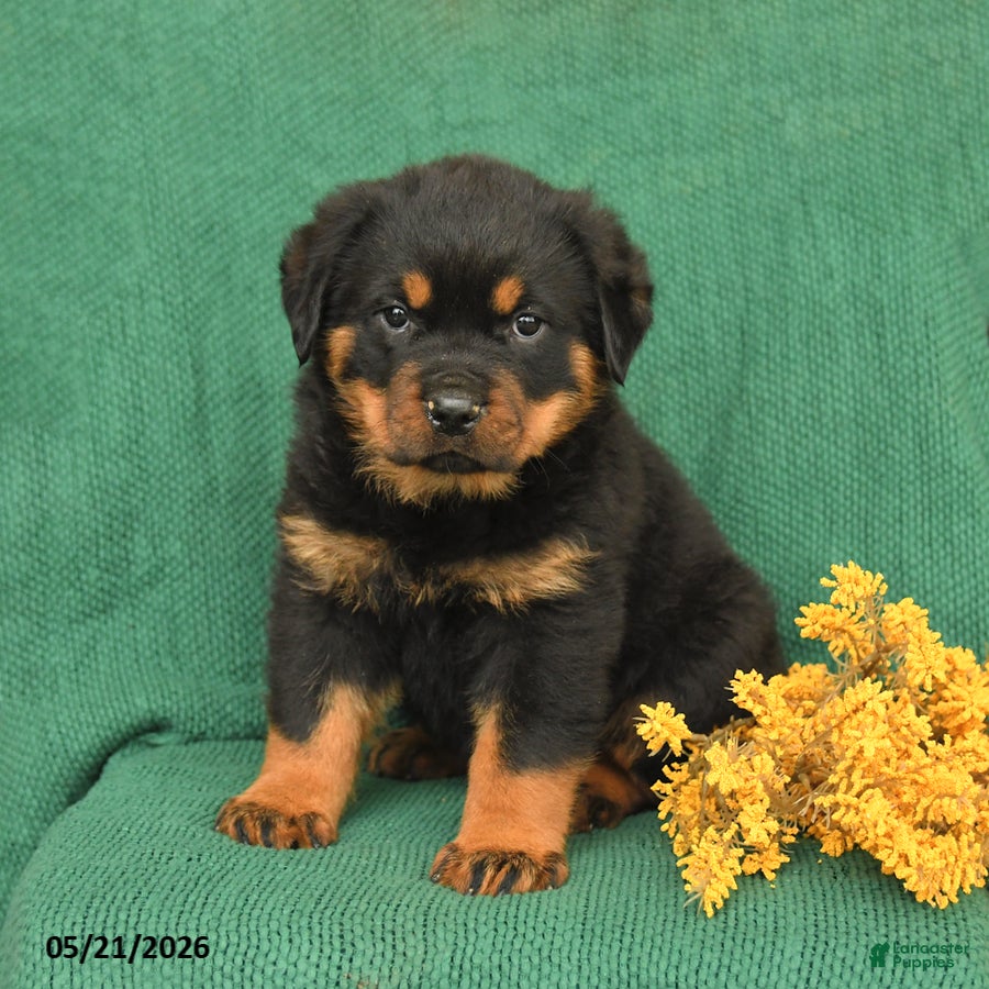 Rottweiler dogs Jack  - Ad 2
