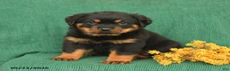 Rottweiler dogs for sale: Jack  - Ad 2