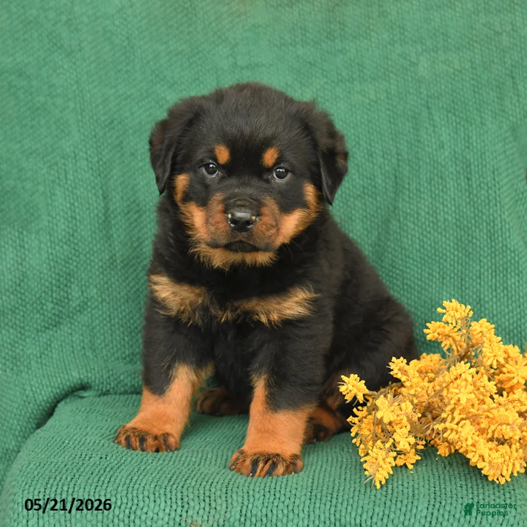 Rottweiler dogs for sale: Jack  - Ad 2