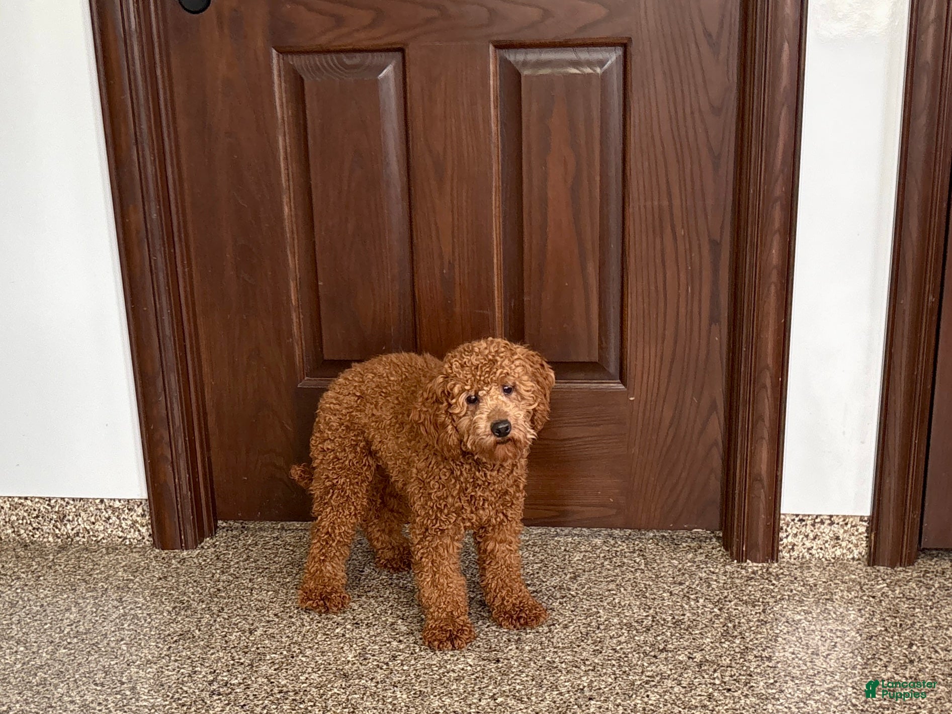 Cockapoo dogs Terry - Ad 2