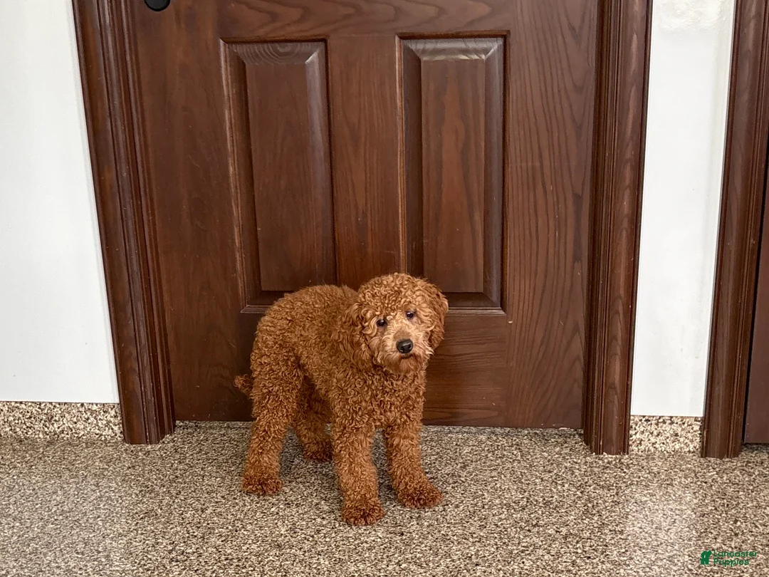 Cockapoo dogs for sale: Terry - Ad 2