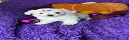 Maltese dogs for sale: Harmony  - Ad 5