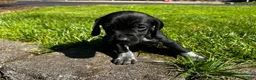 Mixed Breed dogs for sale: Red - Ad 30