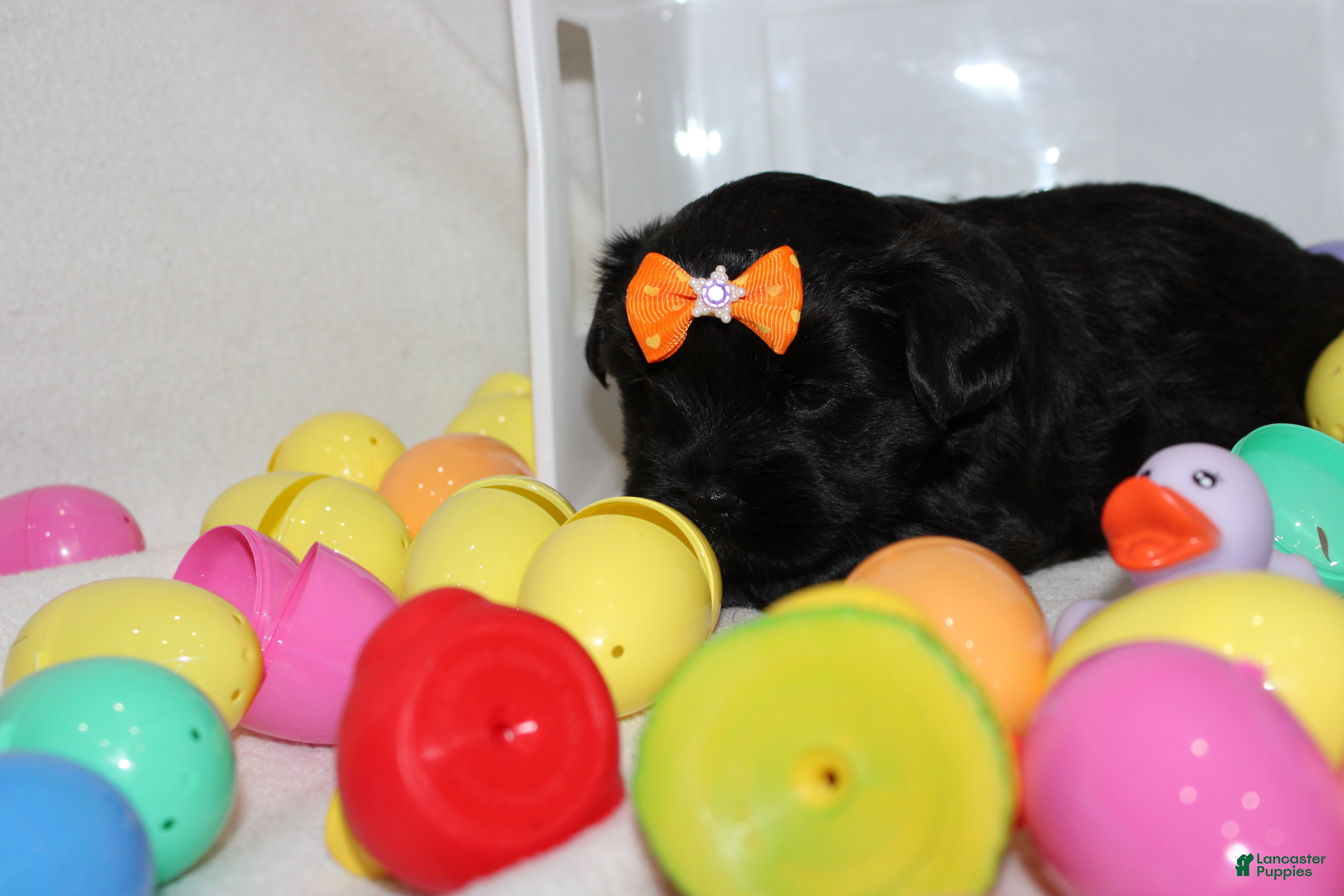 Shorkie dogs Ms luna - Ad 23