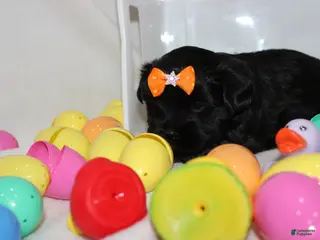 Shorkie dogs Ms luna - Ad 23