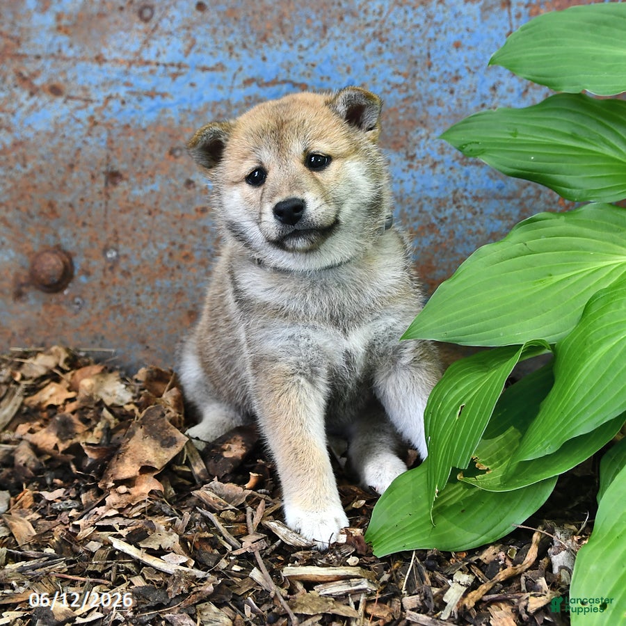 Shiba Inu dogs Starlight - Ad 1