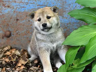 Shiba Inu dogs for sale: Starlight - Ad 3