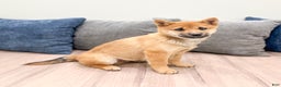 Shiba Inu dogs for sale: Lukas - Ad 3